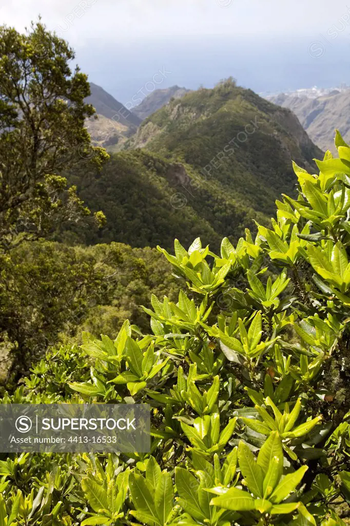 Forest of endemic Laurels Island of Tenerife Canaries