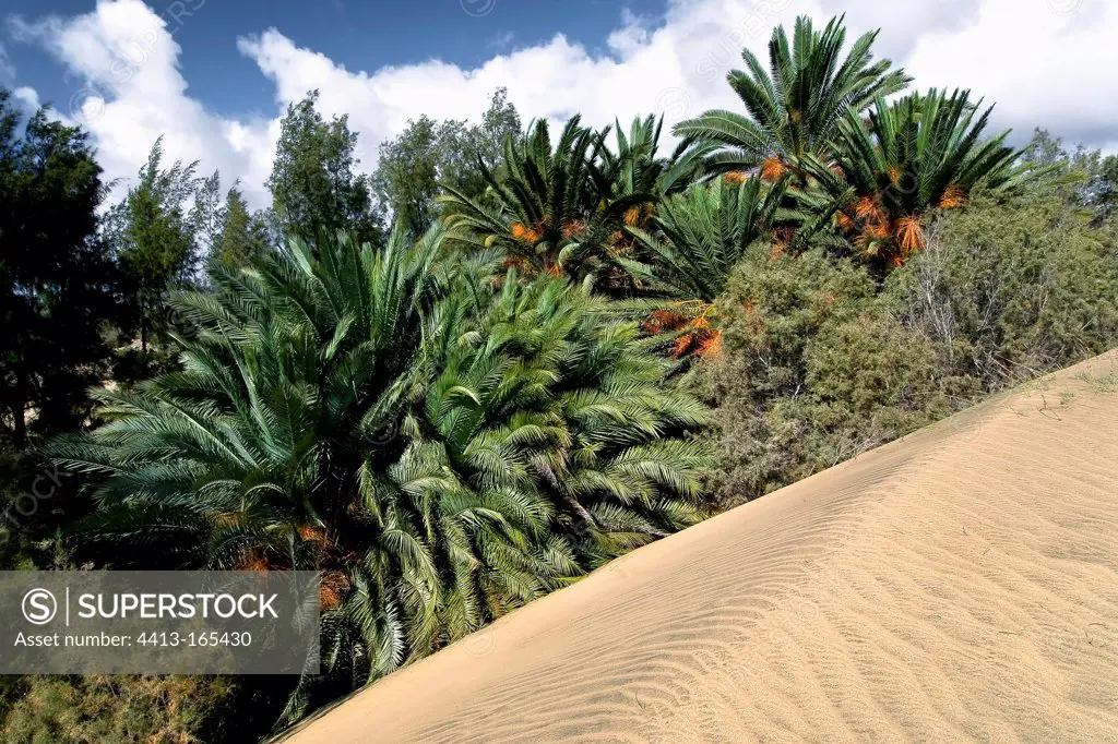 Palms at Dunas de Masalomas reserve in Canary Islands