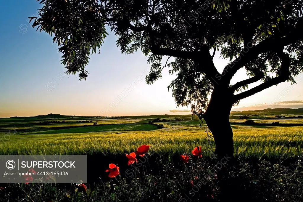 Poppies in a barley's field with almond tree