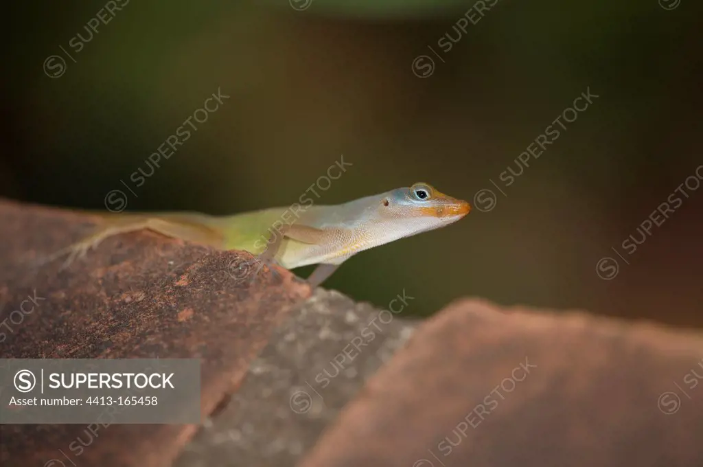 Male St Lucia tree lizard on a rock St Lucia