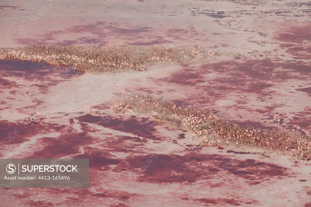 Lesser Flamingos nesting in the middle of lake Natron