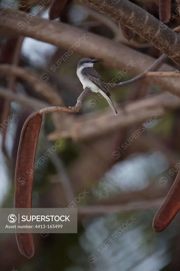 Grey Kingbird on a branch St Lucia