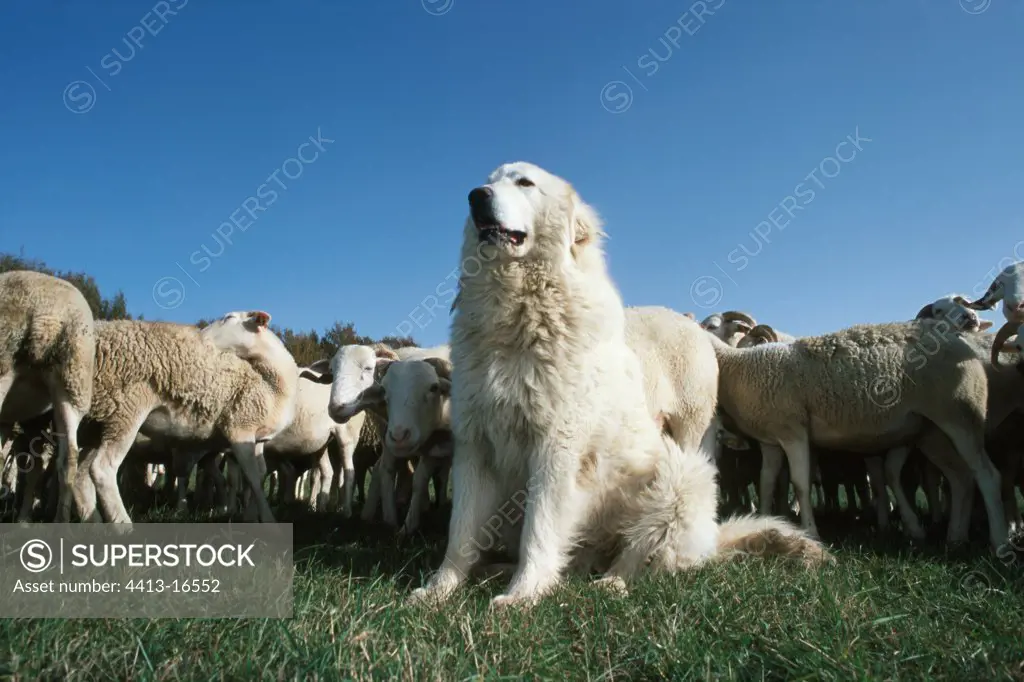 Patou protecting a ewes herd Pyrenées France
