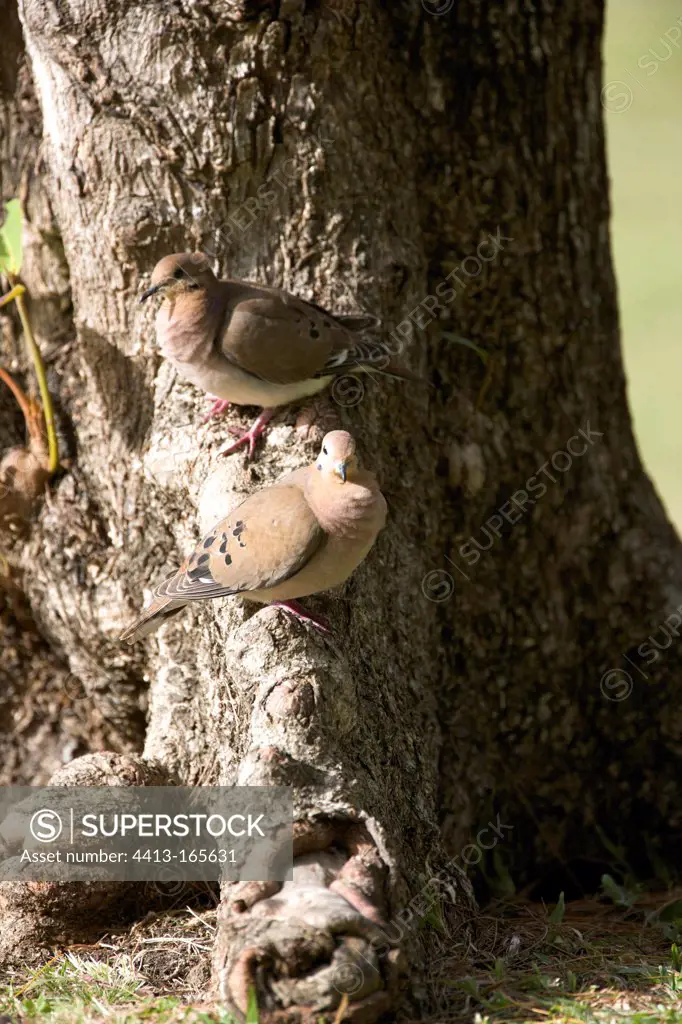 Zenaida doves on a tree trunk St. Lucia
