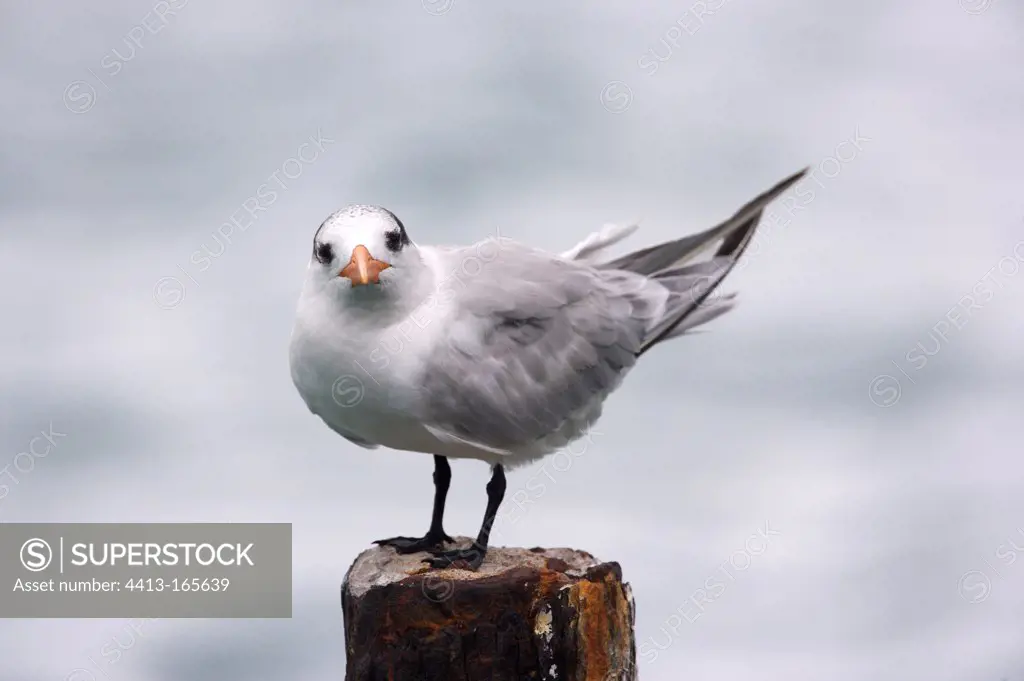 Young Royal tern on a post St. Lucia