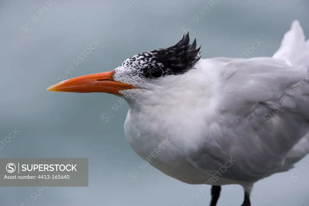 Royal tern St. Lucia