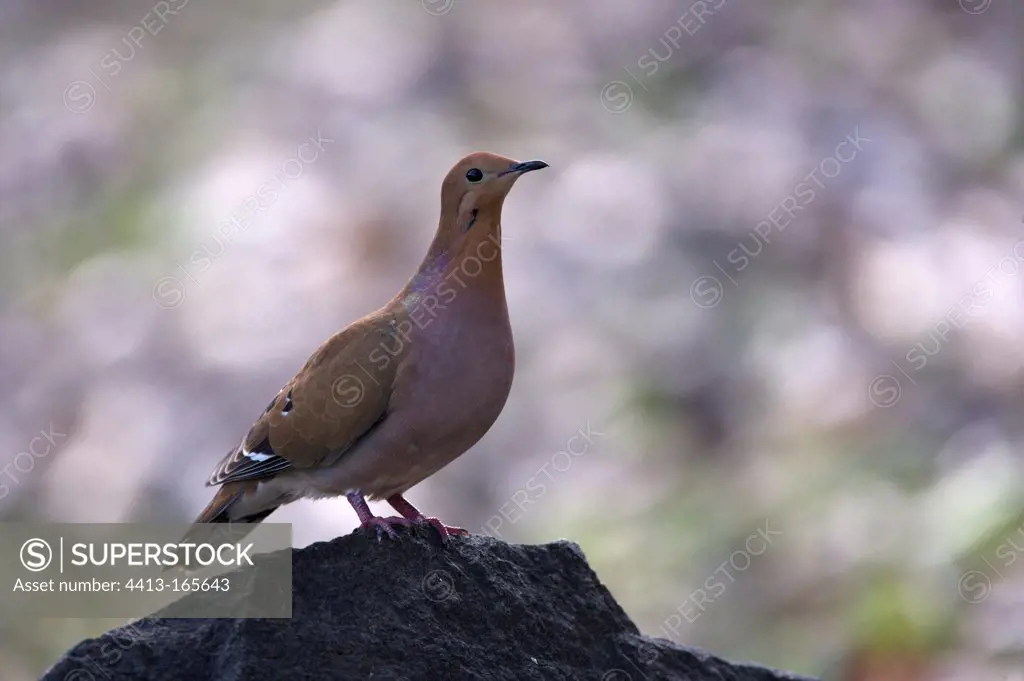 Zenaida dove on a rock St. Lucia
