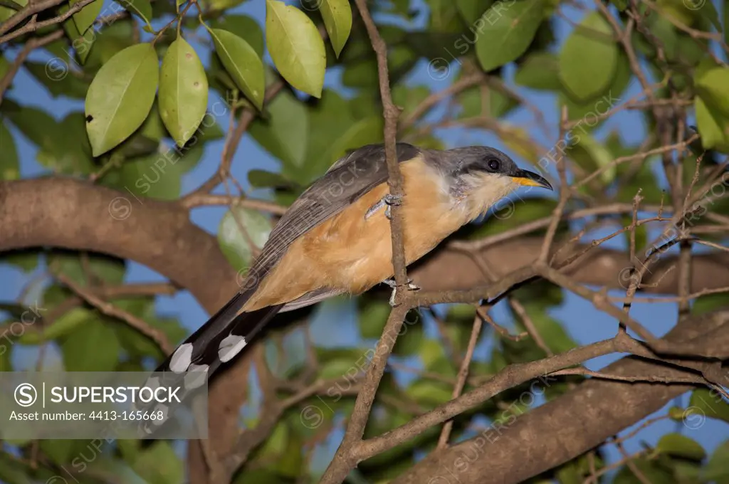 Mangrove cuckoo on a branch St Lucia