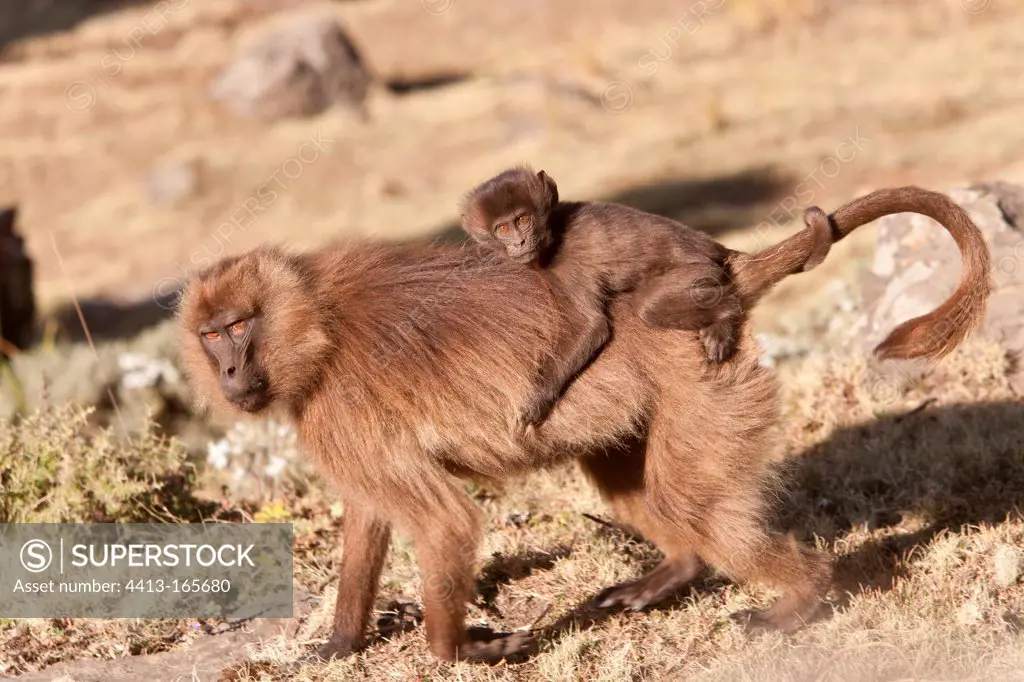 Gelada baboons in the Simien Mountains NP in Ethiopia