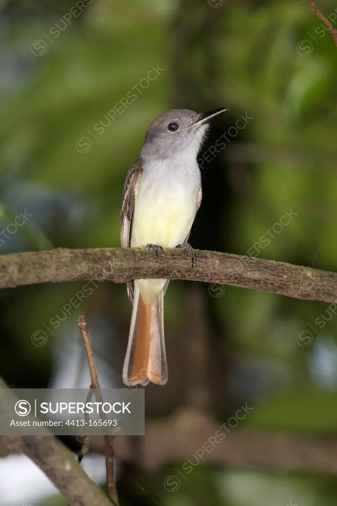 Lesser Antillean Flycatcher on a branch St Lucia