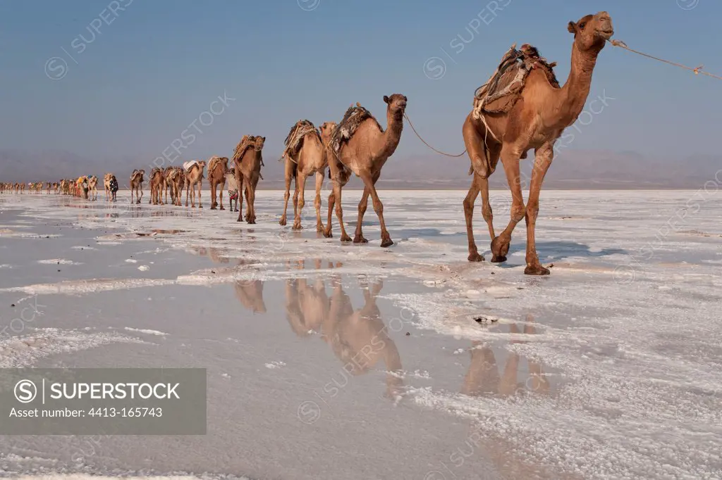 Camel caravan in the Dallol Depression collecting salt