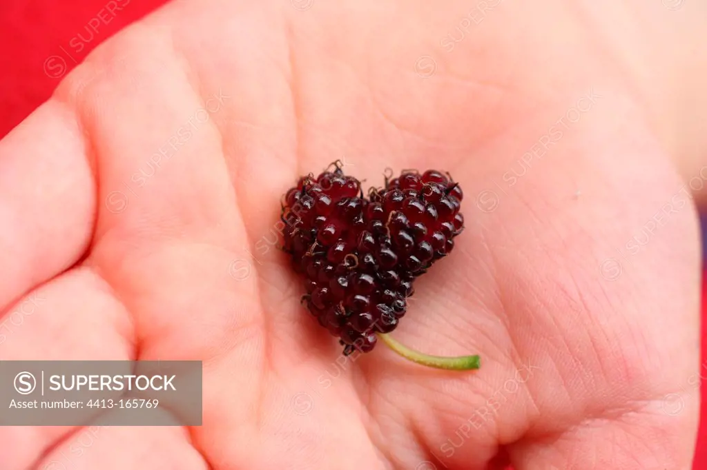 Black mullberry heart-shaped