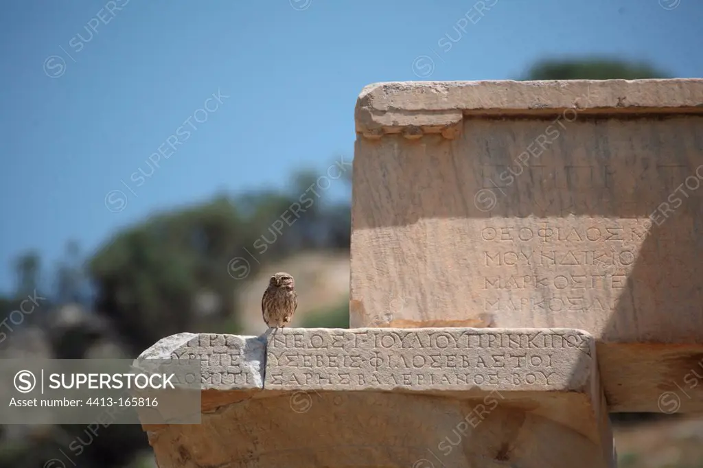 Owl on a engraved stone at Ephesus in Turkey