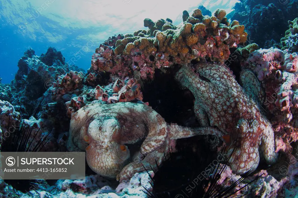 Octopus trying to reproduce at Cocos Island