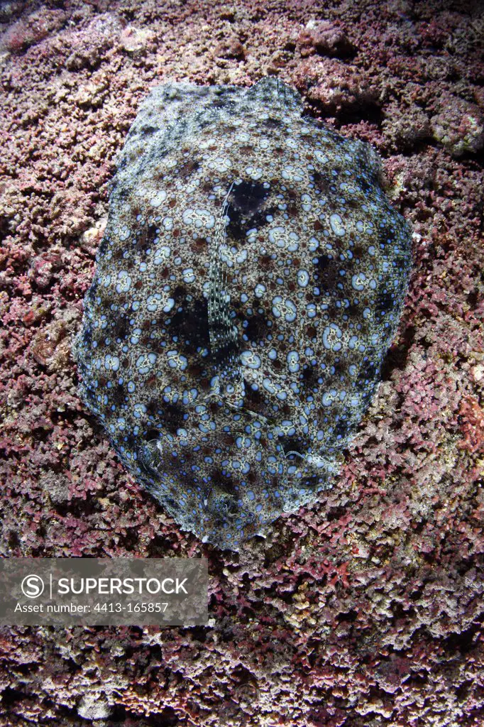 Flowery Flounder observed during a night dive Cocos Island