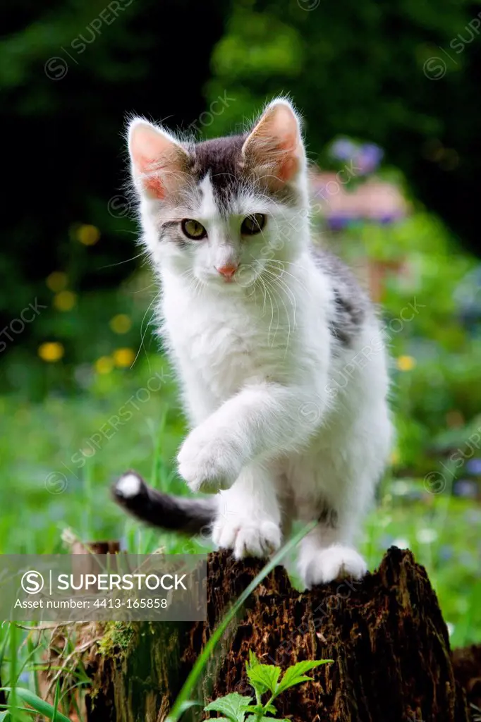 Kitten sitting on a stump and lifting one paw Oberbruck