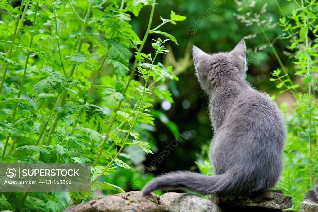 Kitten on a stone wall Oberbruck