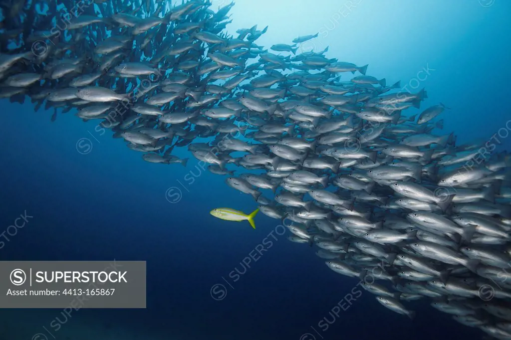 Schools of Whipper snappers at Cocos Island