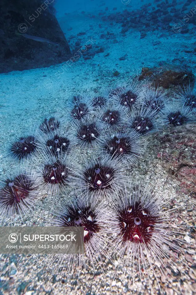 Red sea urchins on the sandy bottom Cocos Island