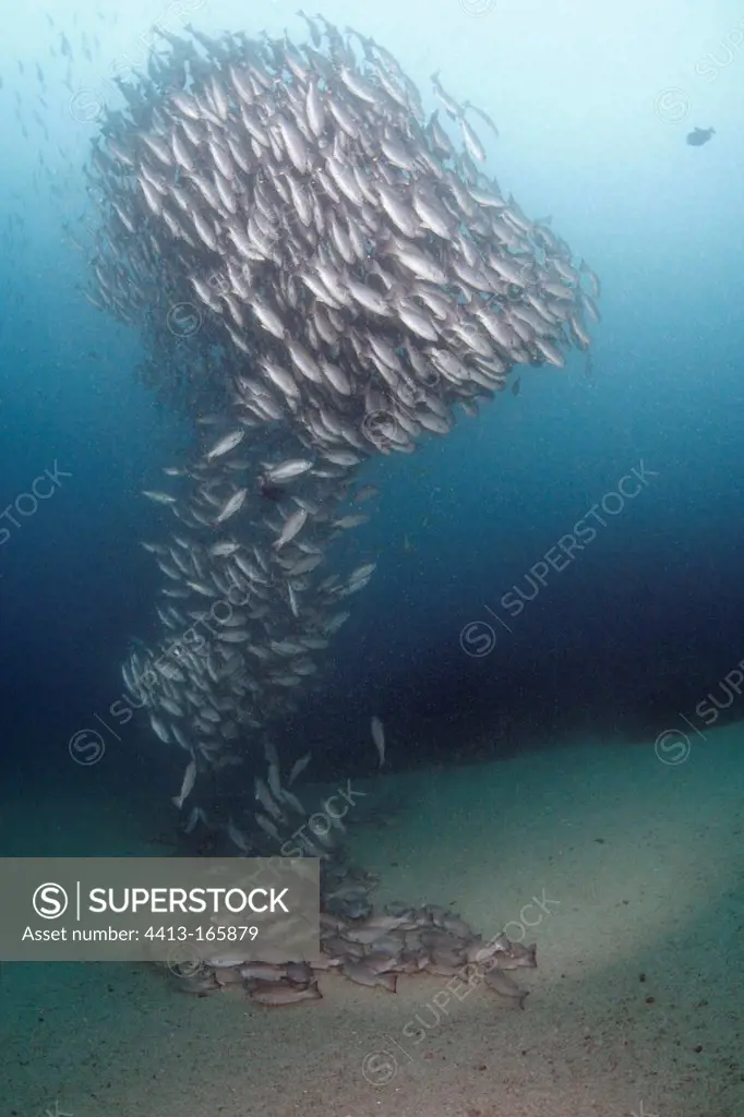 School of Whipper snappers in Cocos island