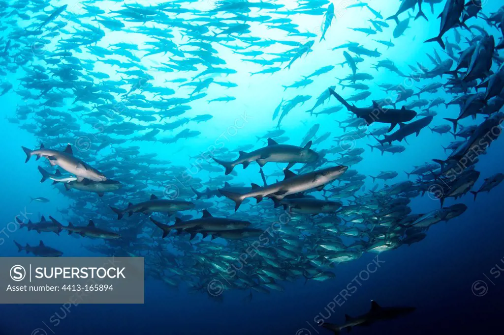 Schools of jacks and sharks swimming Cocos Island
