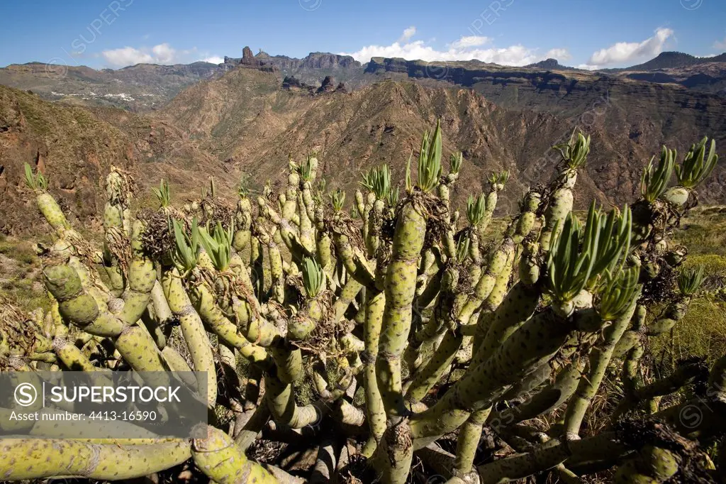 Euphorbiums and landscape of the center of the island Gran Canaria