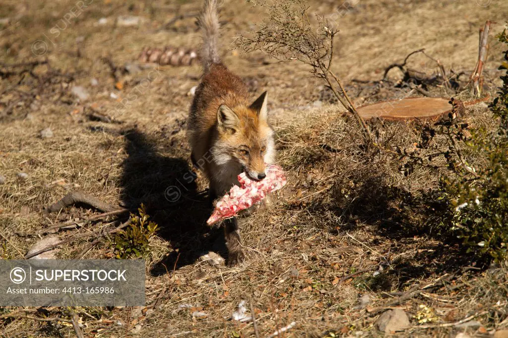 Fox with the disease of the gall mite Spain