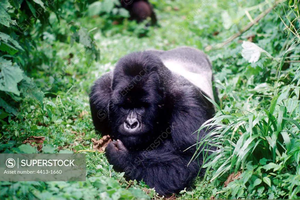 Mountain Gorilla laid down in grass Democratic Republic of Congo