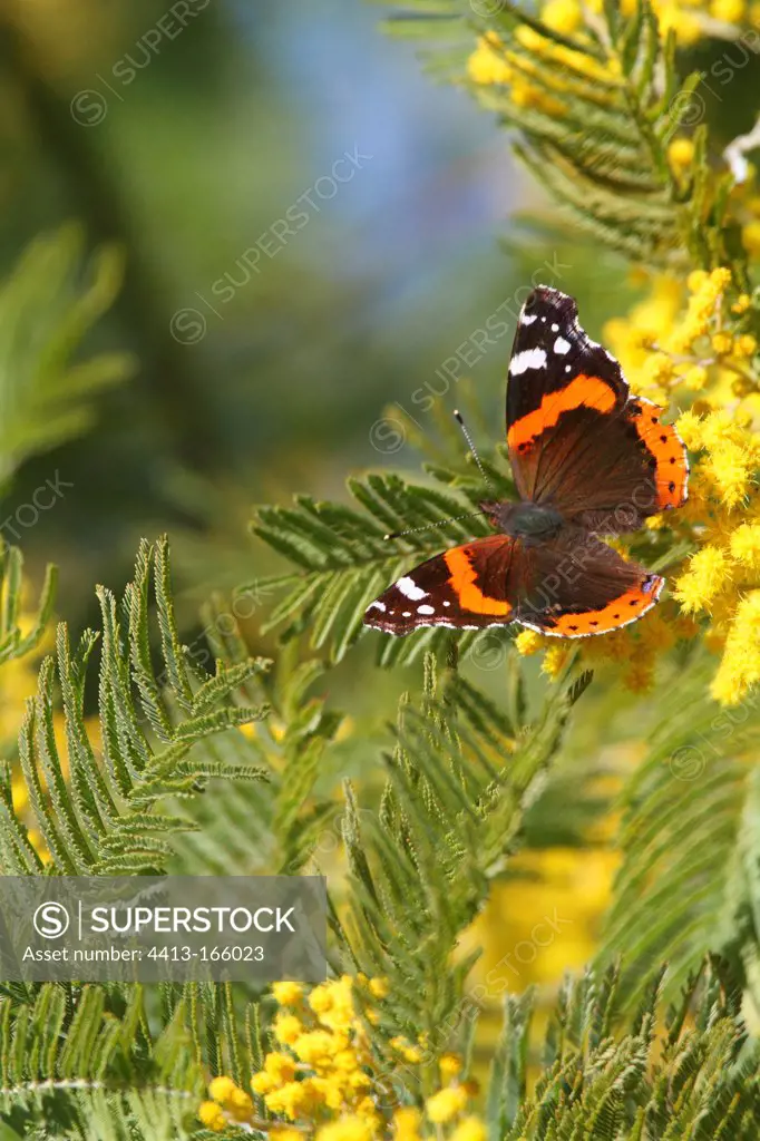 Red Admiral on Mimosa in bloom in winter Provence France