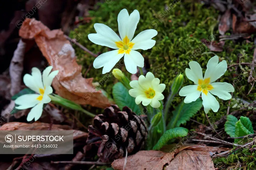 Wild Primroses flowers in the undergrowth Alpes France