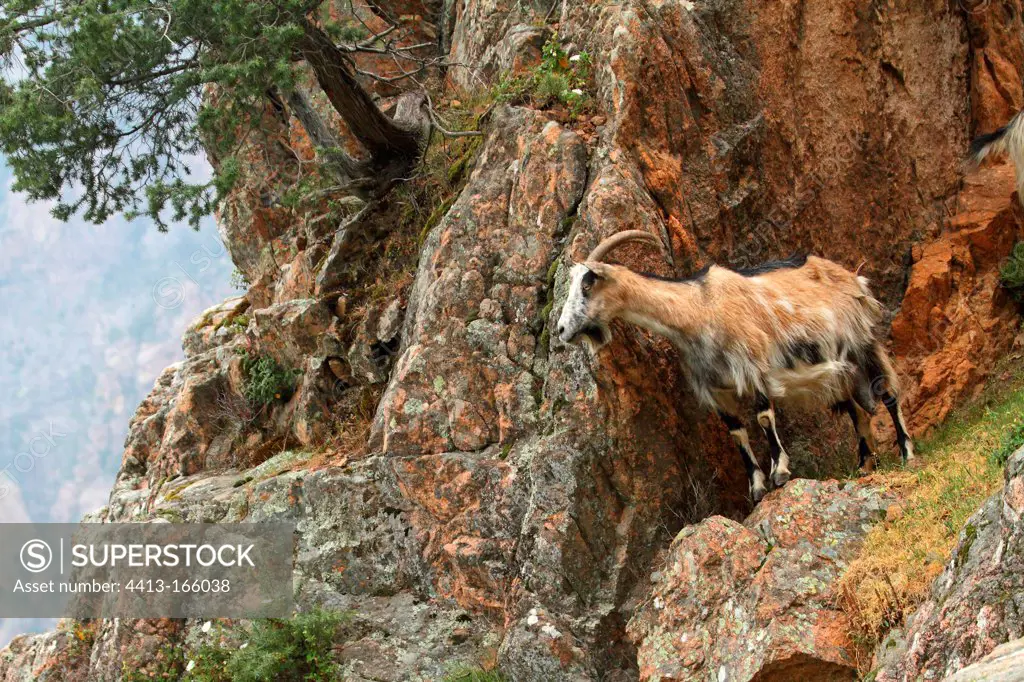 Corsican goat on a rock near Juniper Corsica France