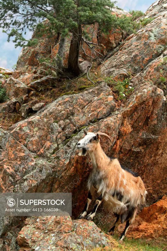 Corsican goat on a rock near Juniper Corsica France