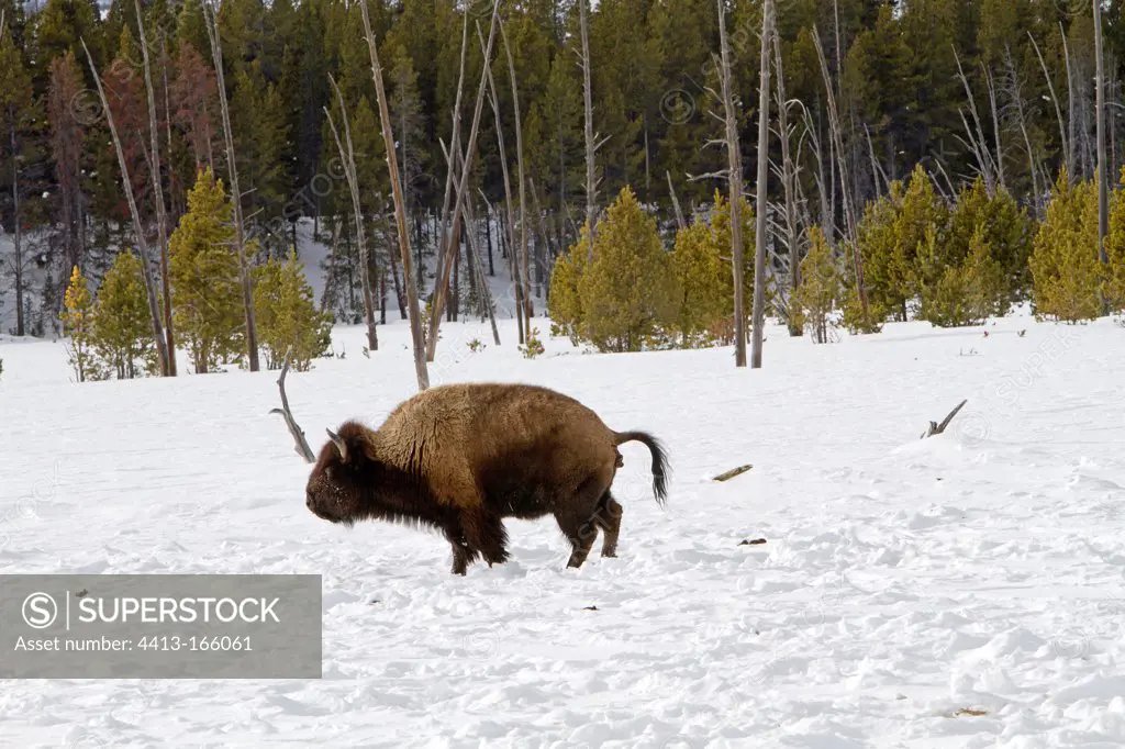 Bison defecating in the snow in Yellowstone NP in the USA