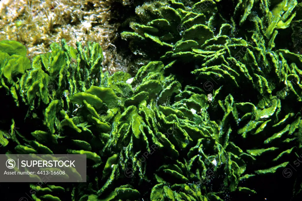 Green alga in the Atlantic Ocean