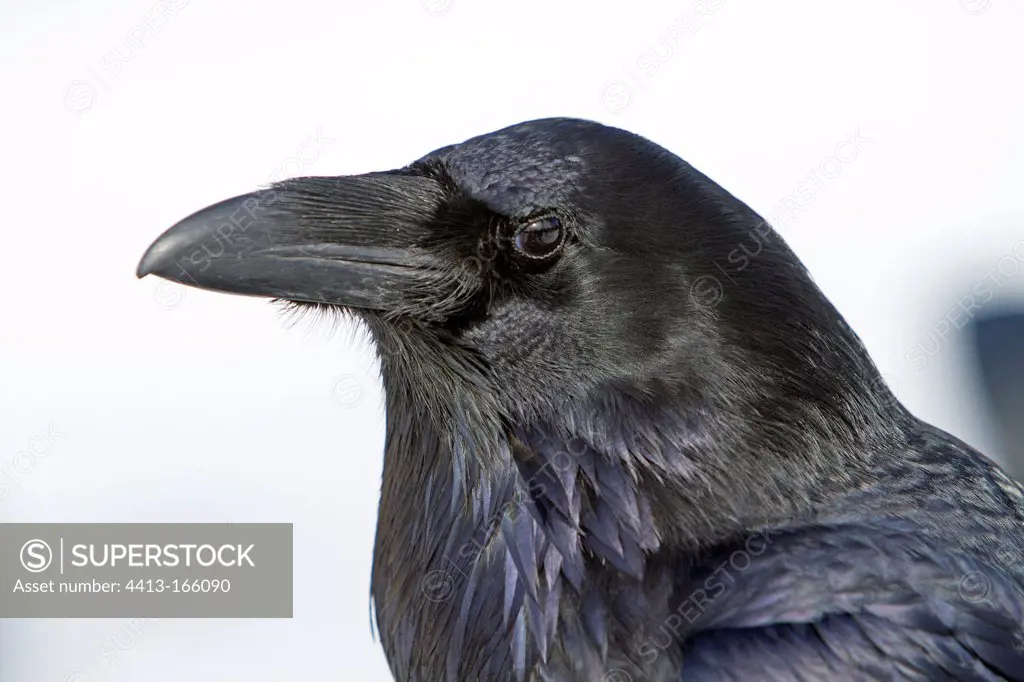 Portrait of a Common Raven in the Yellowstone NP in the USA