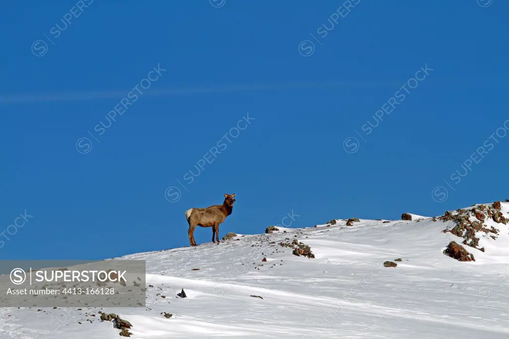 Female Elk in the snow of Yellowstone NP in the USA