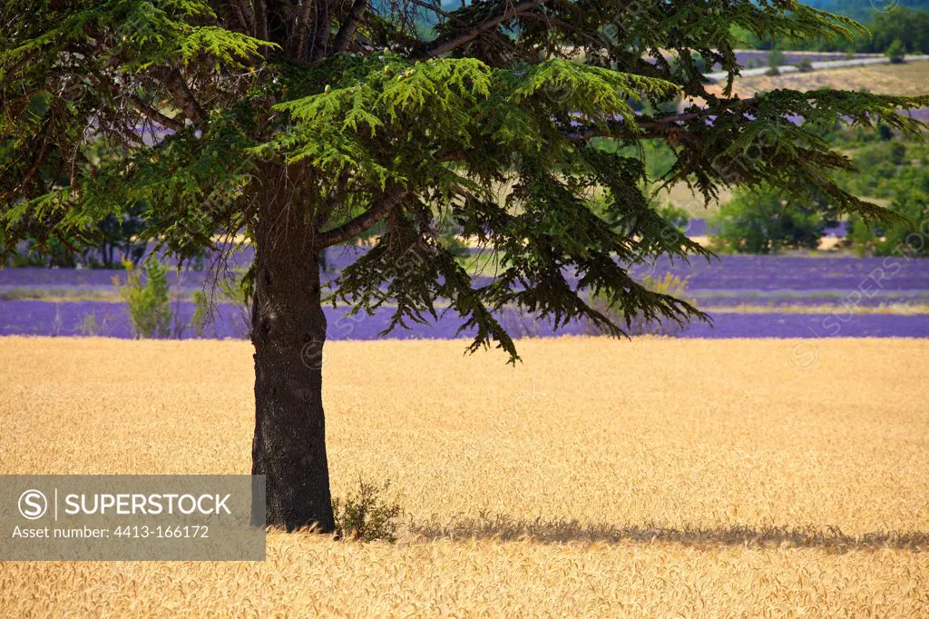 Cedar plantings in Plateau de Sault in ProvenceFrance