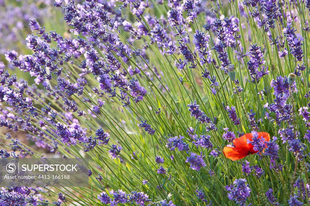 Lavender on the plateau of Sault en Provence in summer