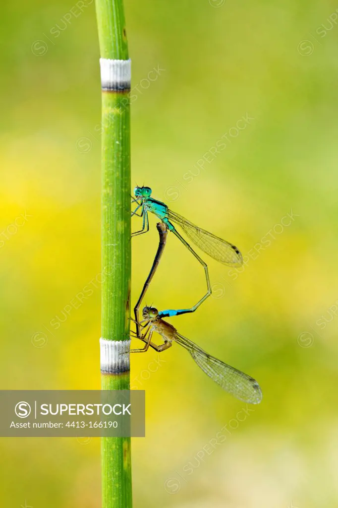 Blue-tailed Damselfly mating on a stem of horsetail