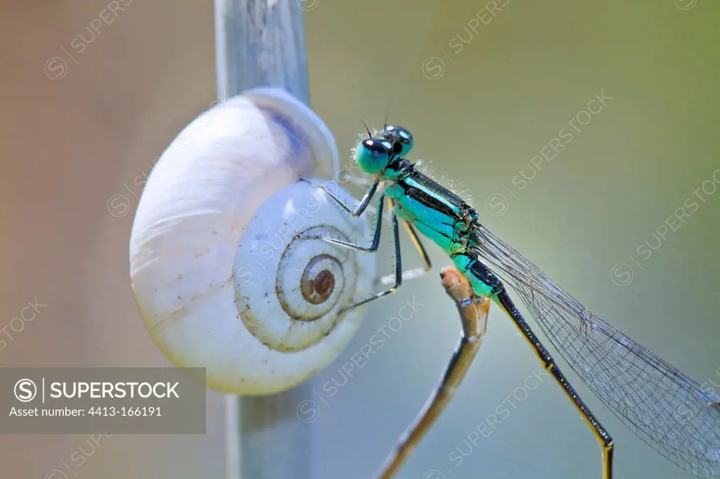 Blue-tailed Damselfly mating on a stem of horsetail