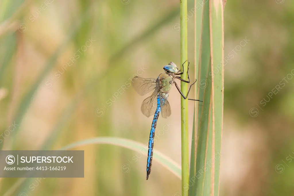 Emperor Dragonfly on a Reed Vaucluse France