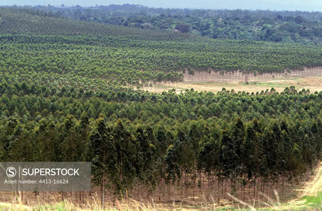 Eucalyptus plantation in Congo