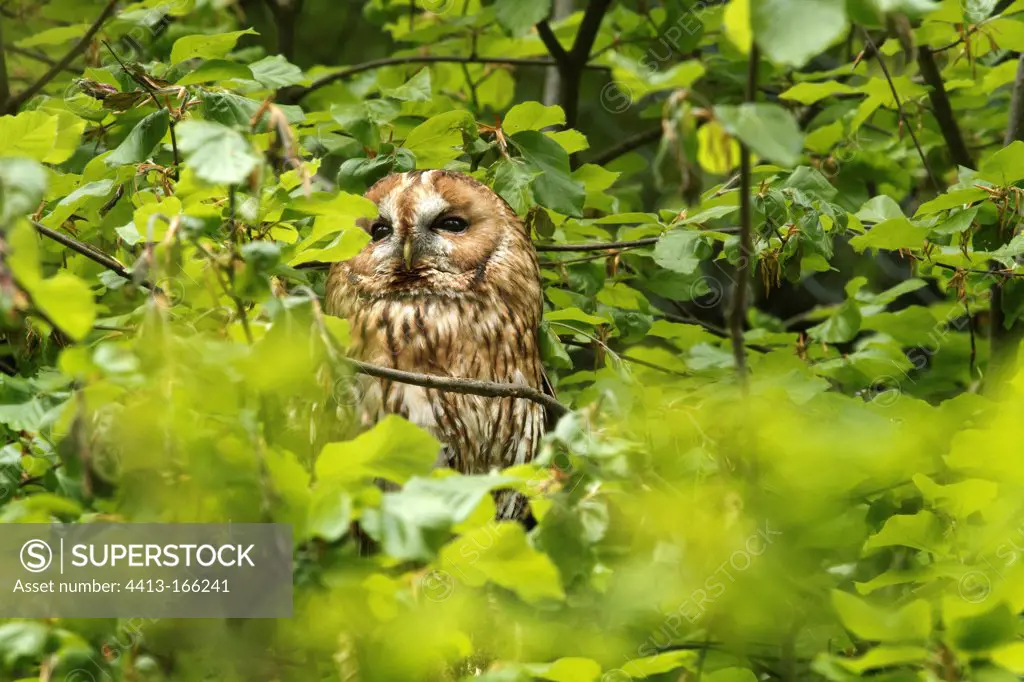 Tawny Owl perched in a Ash plantation Germany