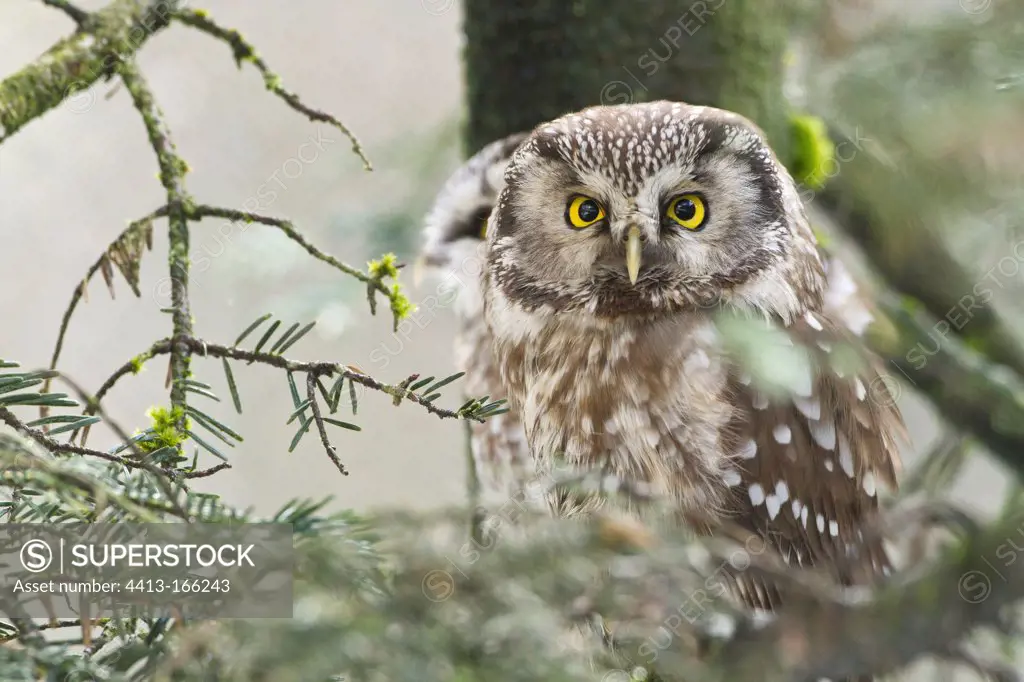 Boreal Owl in the Bayerische Wald NP in Germany