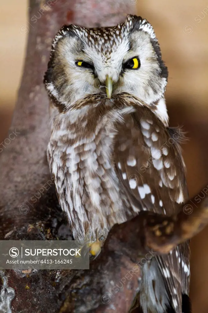 Portrait of a Boreal Owl in the Bayerische Wald NP Germany