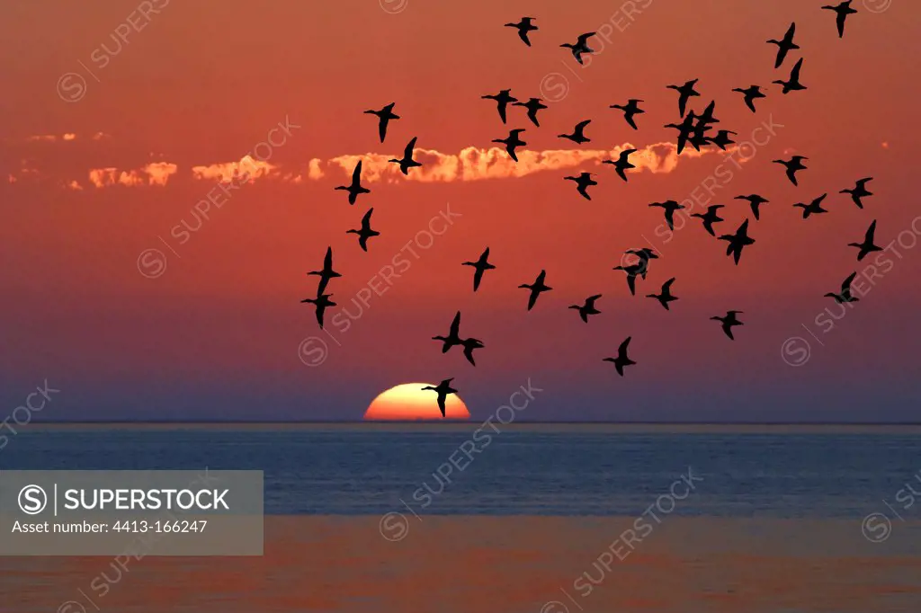 Northern shovelers flying at sunset in Catalonia