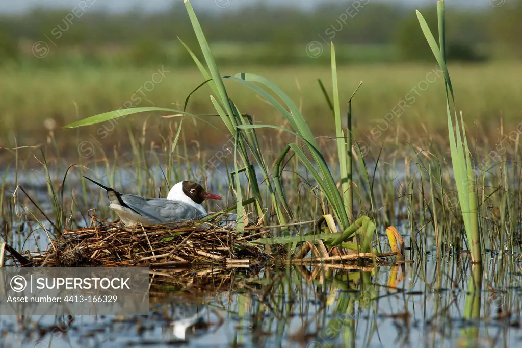 Black-headed Gull nesting in colony in Rakamaz Hungary
