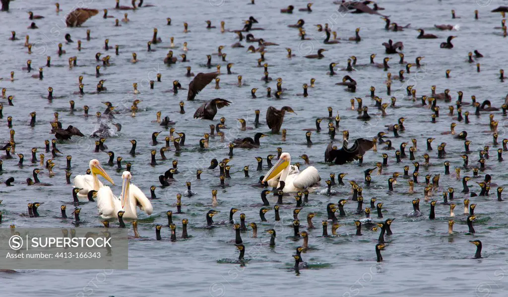 White pelicans and great cormorants in collective fishing