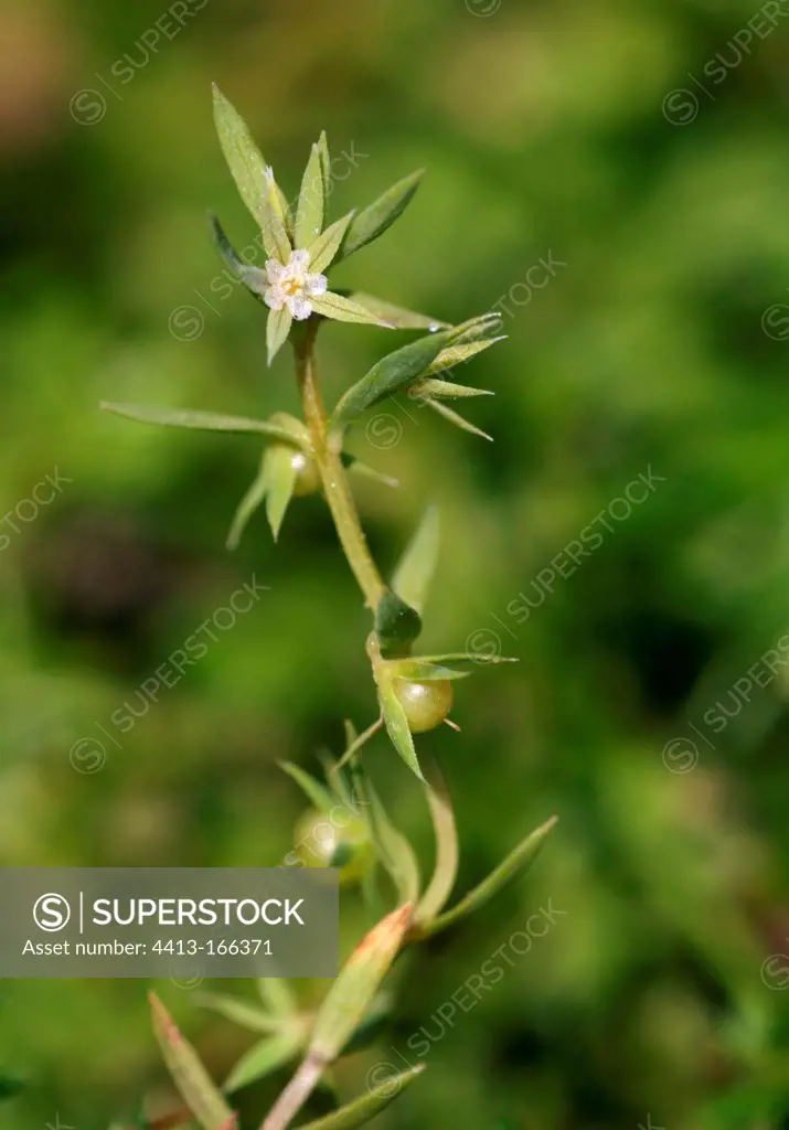 Star flax en fleur