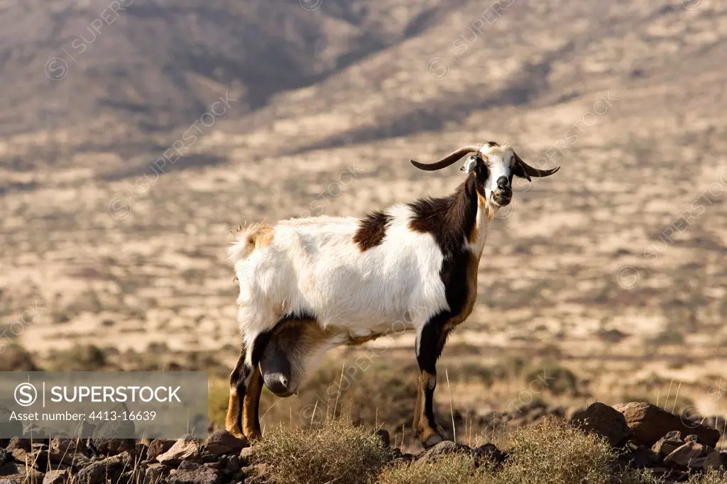 Domestic Goat Fuerteventura Island Canary